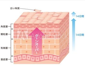 ターンオーバー解説図